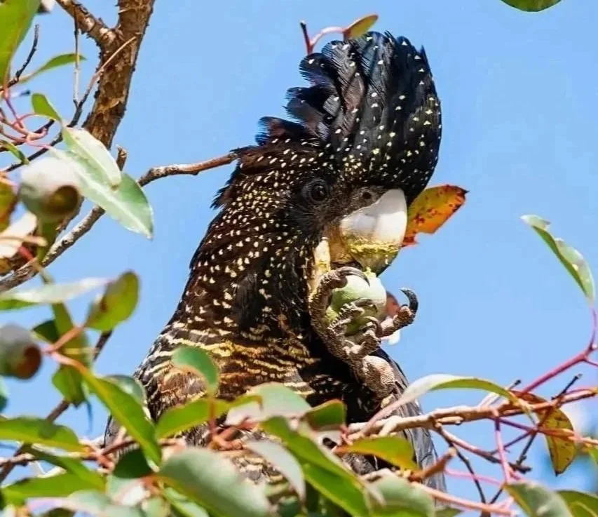 A bird perched on a tree branch, feeding or interacting with a nest or object around its beak, surrounded by green leaves and a clear blue sky.