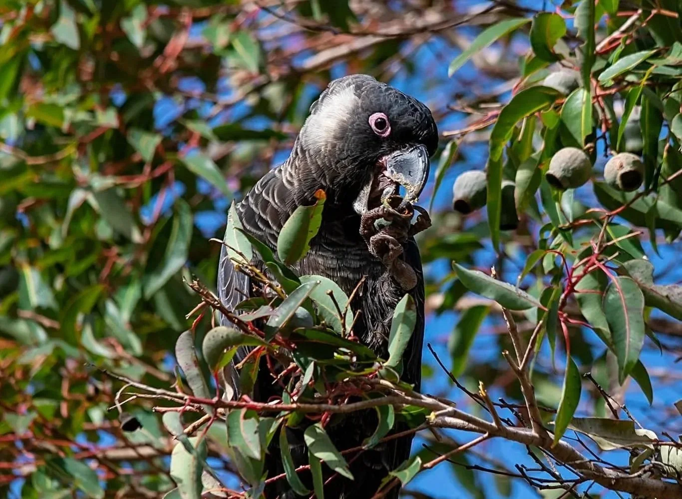 A black cockatoo with a gray and black head perched on a leafy tree branch, eating a seed in its beak.