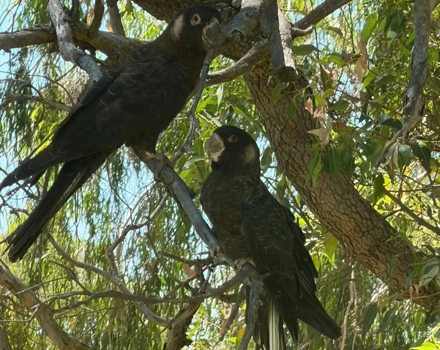 Two black cockatoos perched on tree branches amidst green leaves and bark.