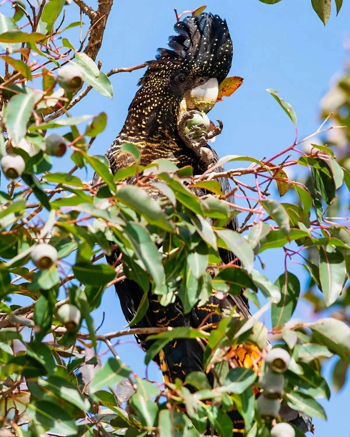 A large black and yellow keel-billed toucan with a curved beak perched on a tree branch among green leaves and berries, with a clear blue sky in the background.