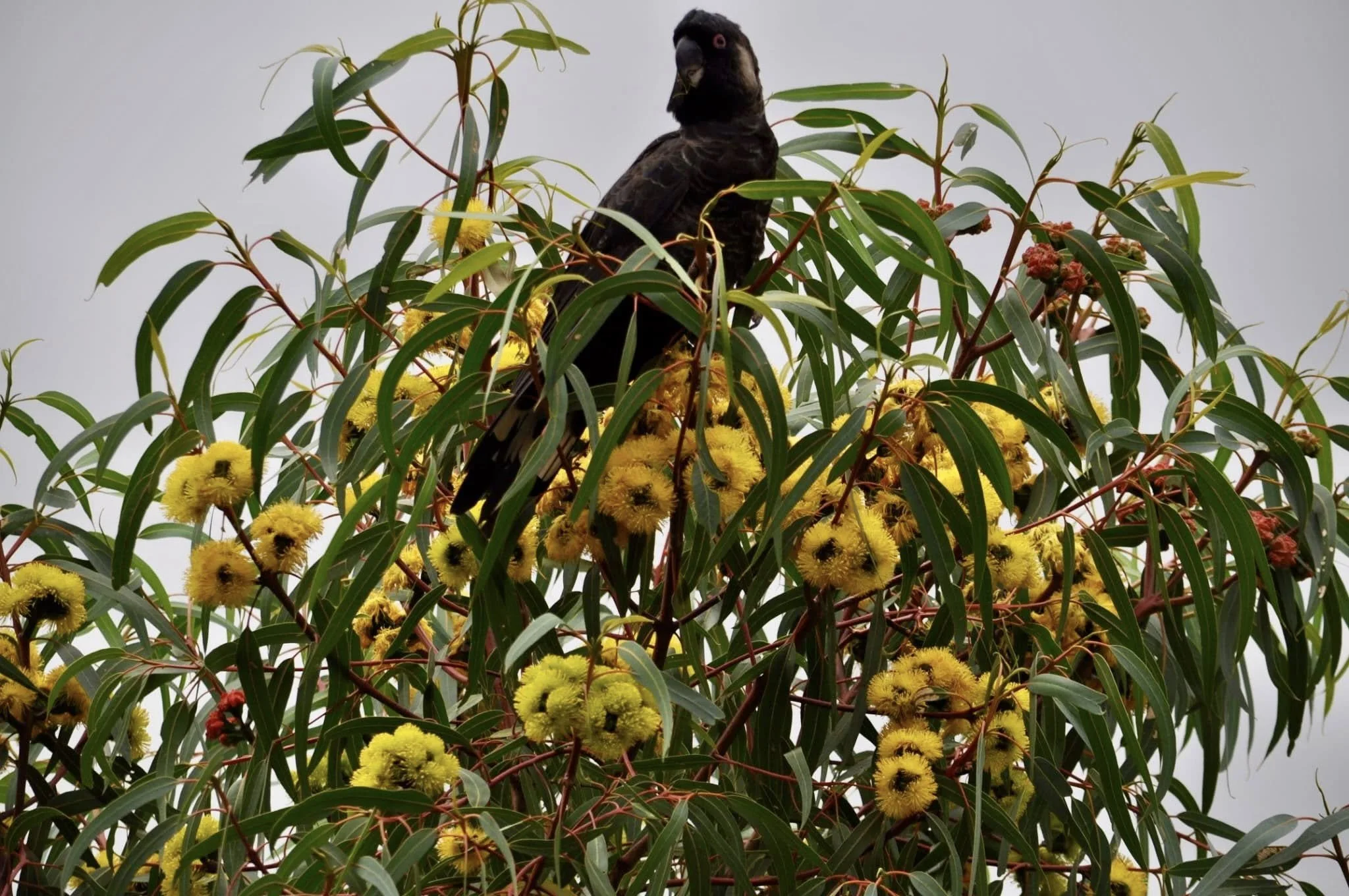 A black bird perched among yellow flowers and green leaves on a tree against a gray sky.