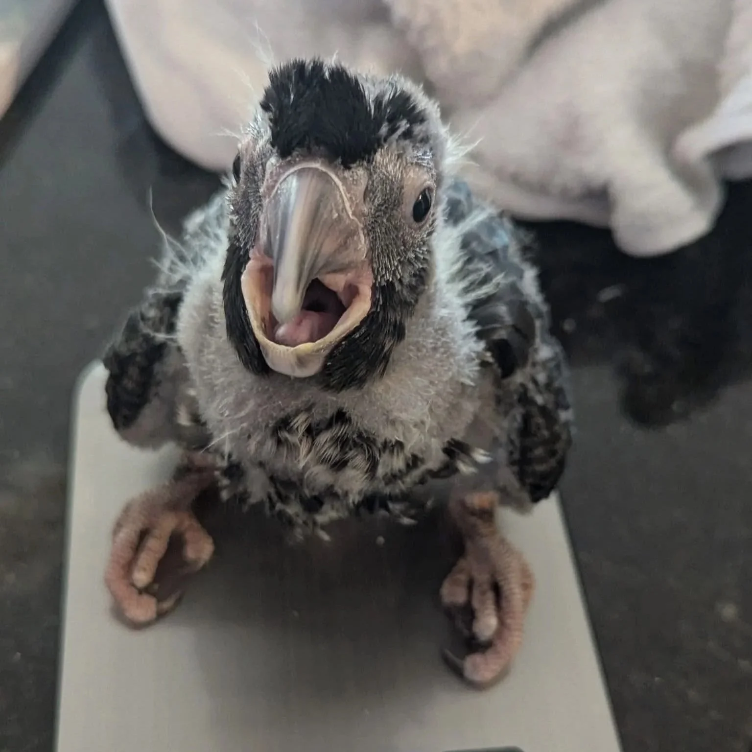 Close-up of a young gray and black bird with its beak open, standing on a digital scale.