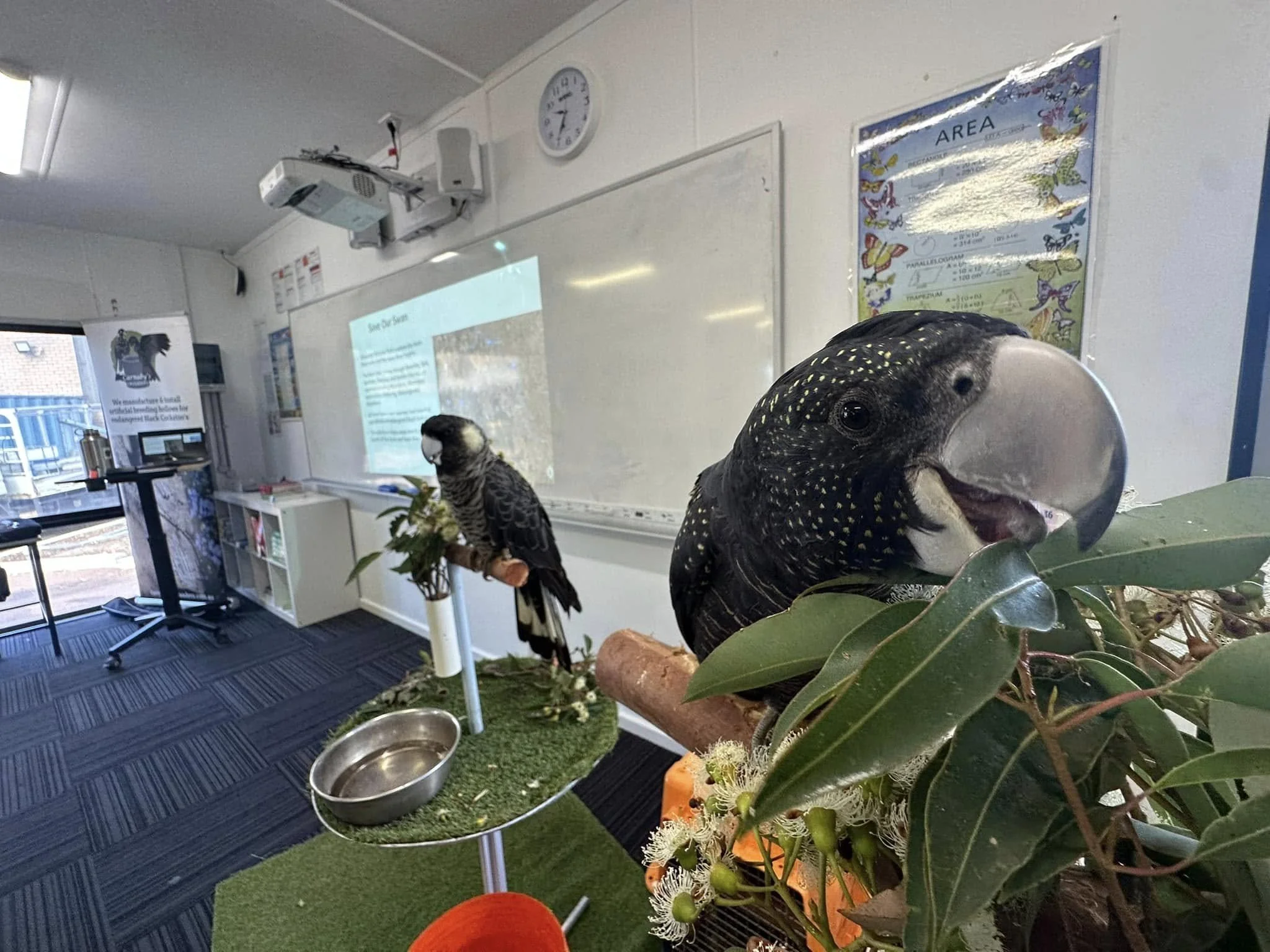 Classroom with two large models of black cockatoos, one in the foreground and one in the background, surrounded by plants and flowers, whiteboard, projection screen, and classroom furniture.