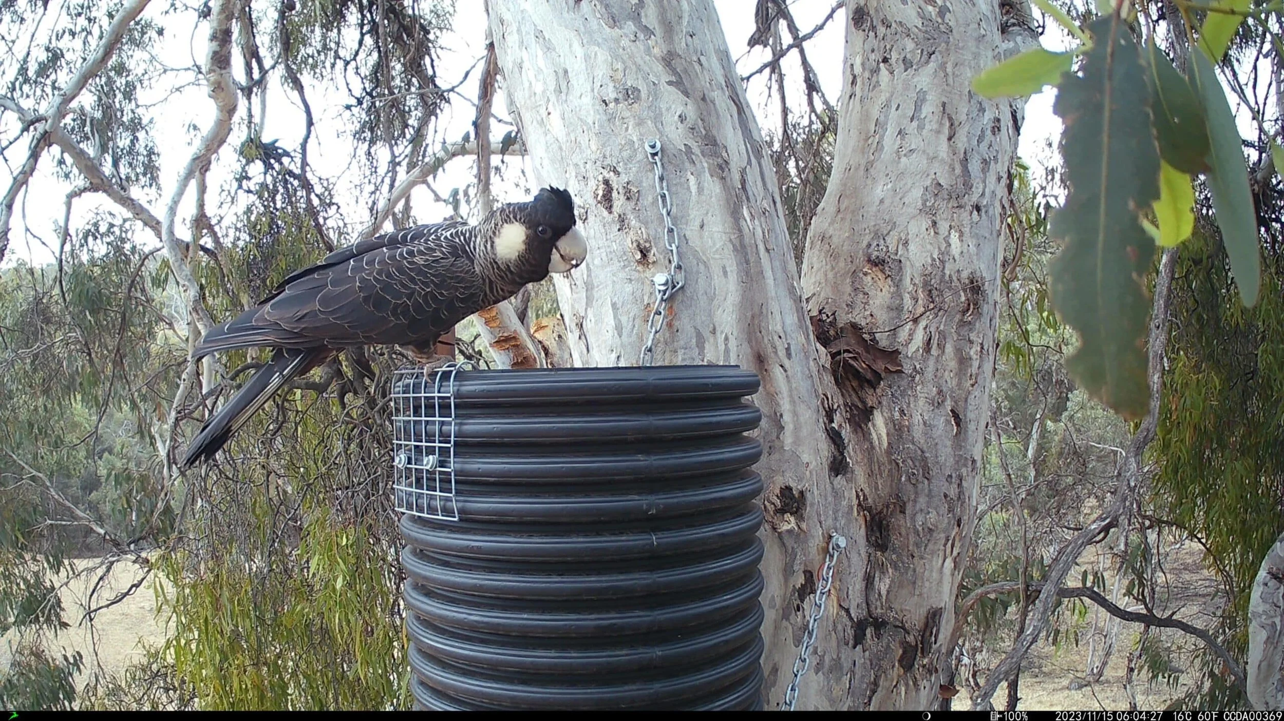 A black cockatoo with white markings on its wings perched on a black spiral water tank attached to a tree trunk with chains and metal fasteners, surrounded by eucalyptus branches and leaves.