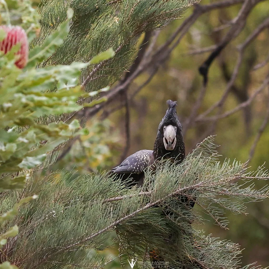 A bird with a skull-like face and black and white speckled feathers perched on a tree branch surrounded by green foliage and pine needles.