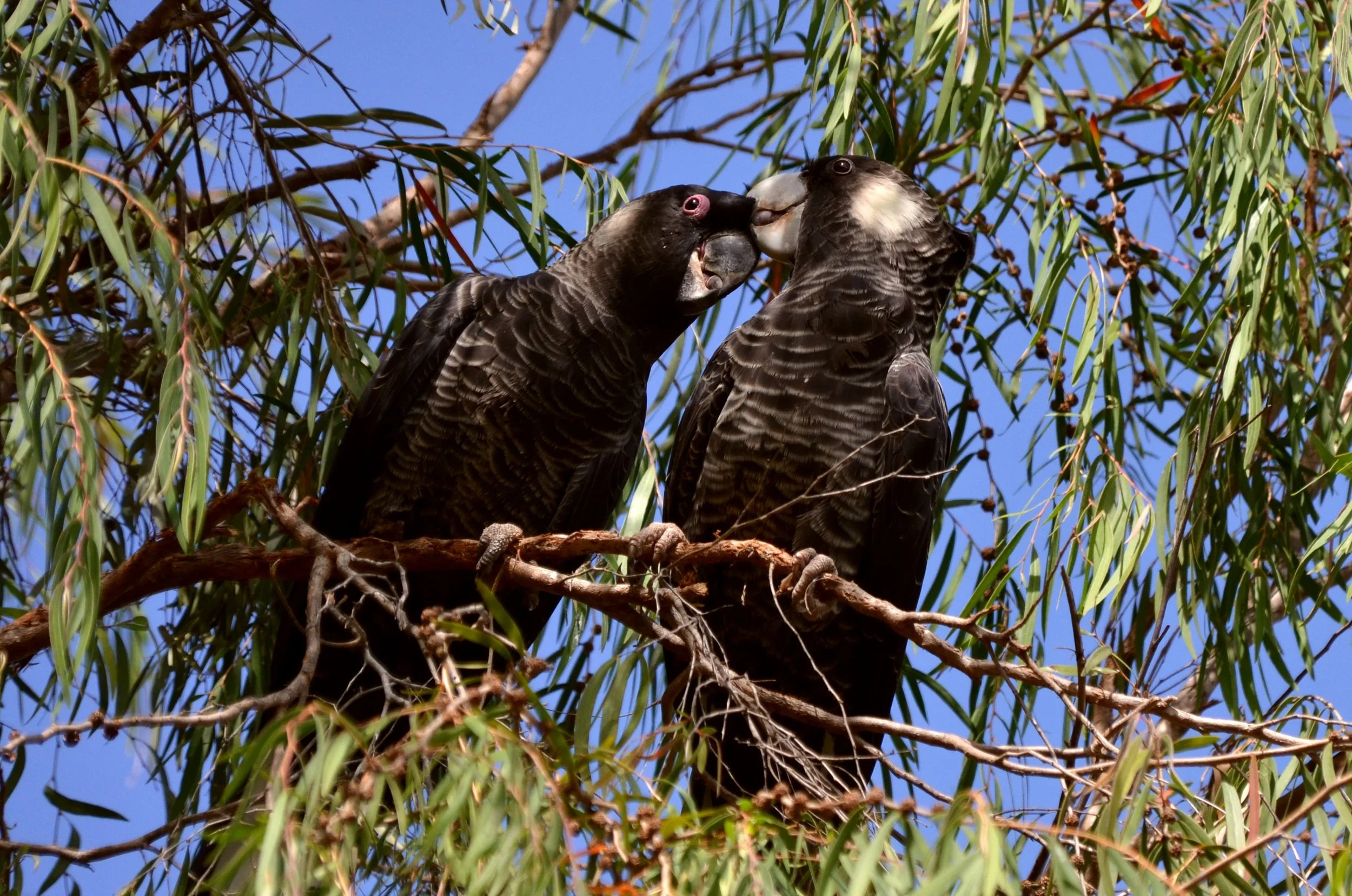 Two black cockatoos, a male and a female, on a tree branch among green leaves, touching beaks against a blue sky background.