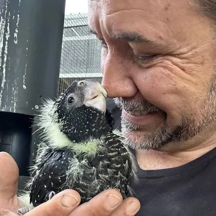 A man holding a baby bird close to his face, smiling as the bird and man touch their noses.