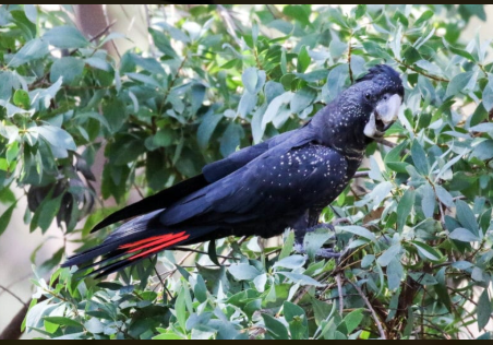 A black cockatoo with red tail feathers perched on a leafy branch.