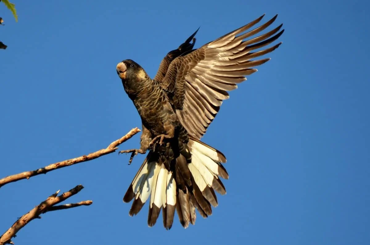 A bird with a hawk's body and a parrot's head perched on a tree branch against a blue sky.