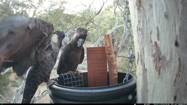 Two black birds with white markings on their chests perched on the edge of a black bird feeder, which contains wooden sticks and wire mesh, set among tree branches with green foliage.
