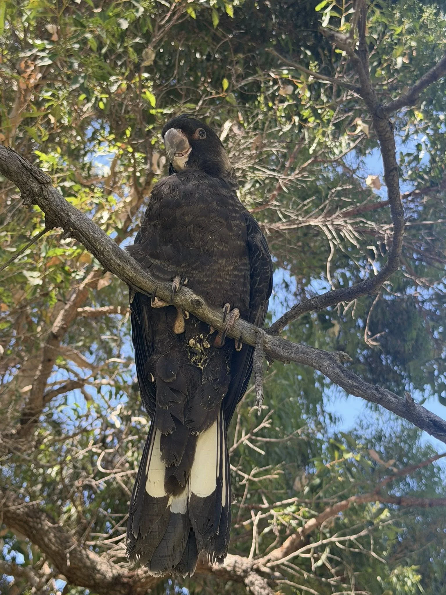 A large black bird with a hook-shaped beak perched on a tree branch amidst green foliage, with some white feathers near the tail.