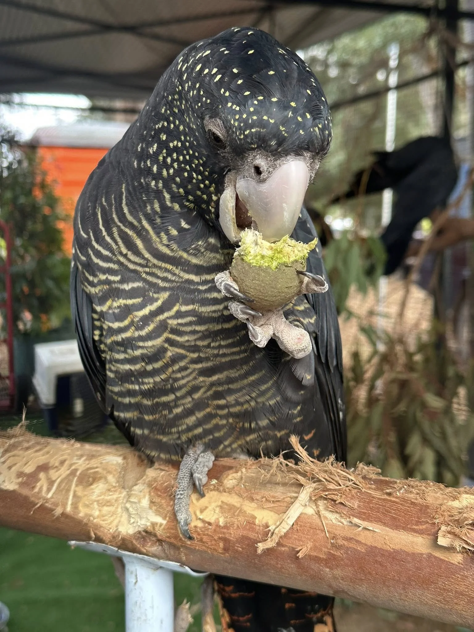 A black and yellow bird, a Black Capped Conure, sitting on a branch and eating a fruit that resembles a cherimoya.