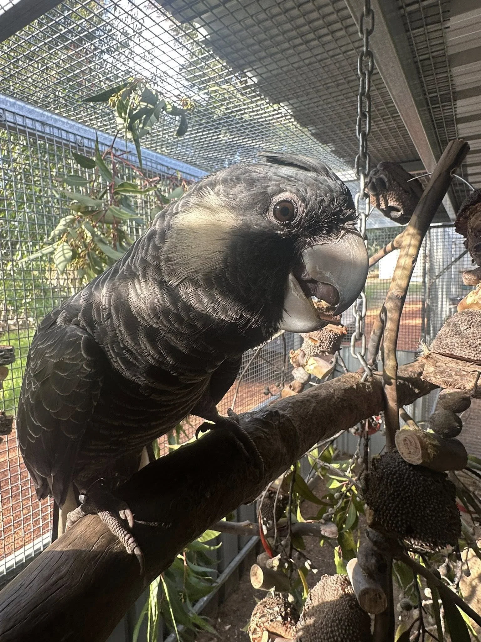 A black and white bird of prey, possibly a hawk, perched on a branch inside an aviary with a wire mesh ceiling and various plants and branches.