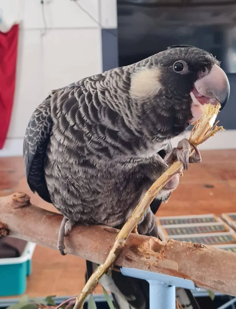 A parrot with black and gray feathers, eating a piece of wood, standing on a perch inside a room.
