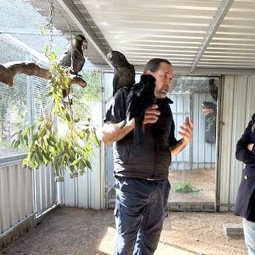 A man is holding a black bird on his shoulder inside a bird enclosure with two other black birds on the tree branch nearby.
