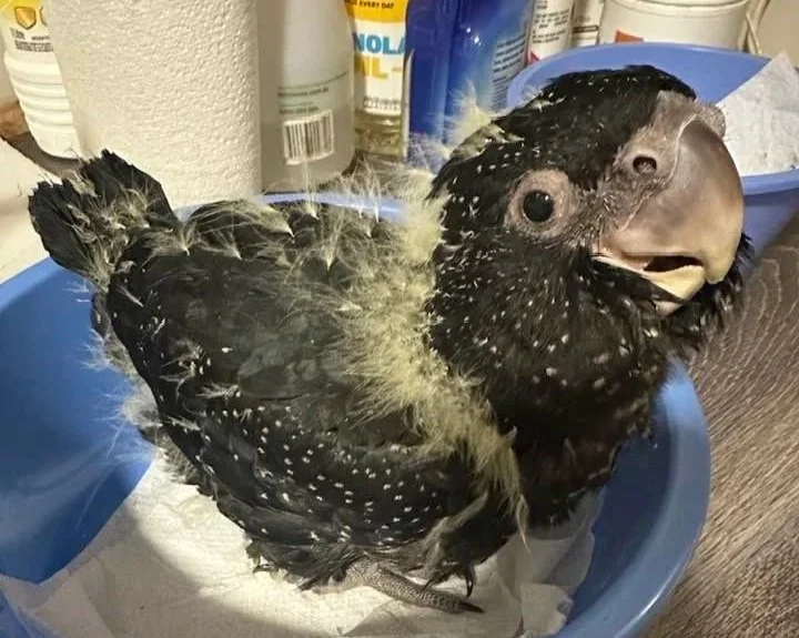 A black bird with a large beak sitting in a blue laundry basket, appearing to be in the process of shedding feathers.