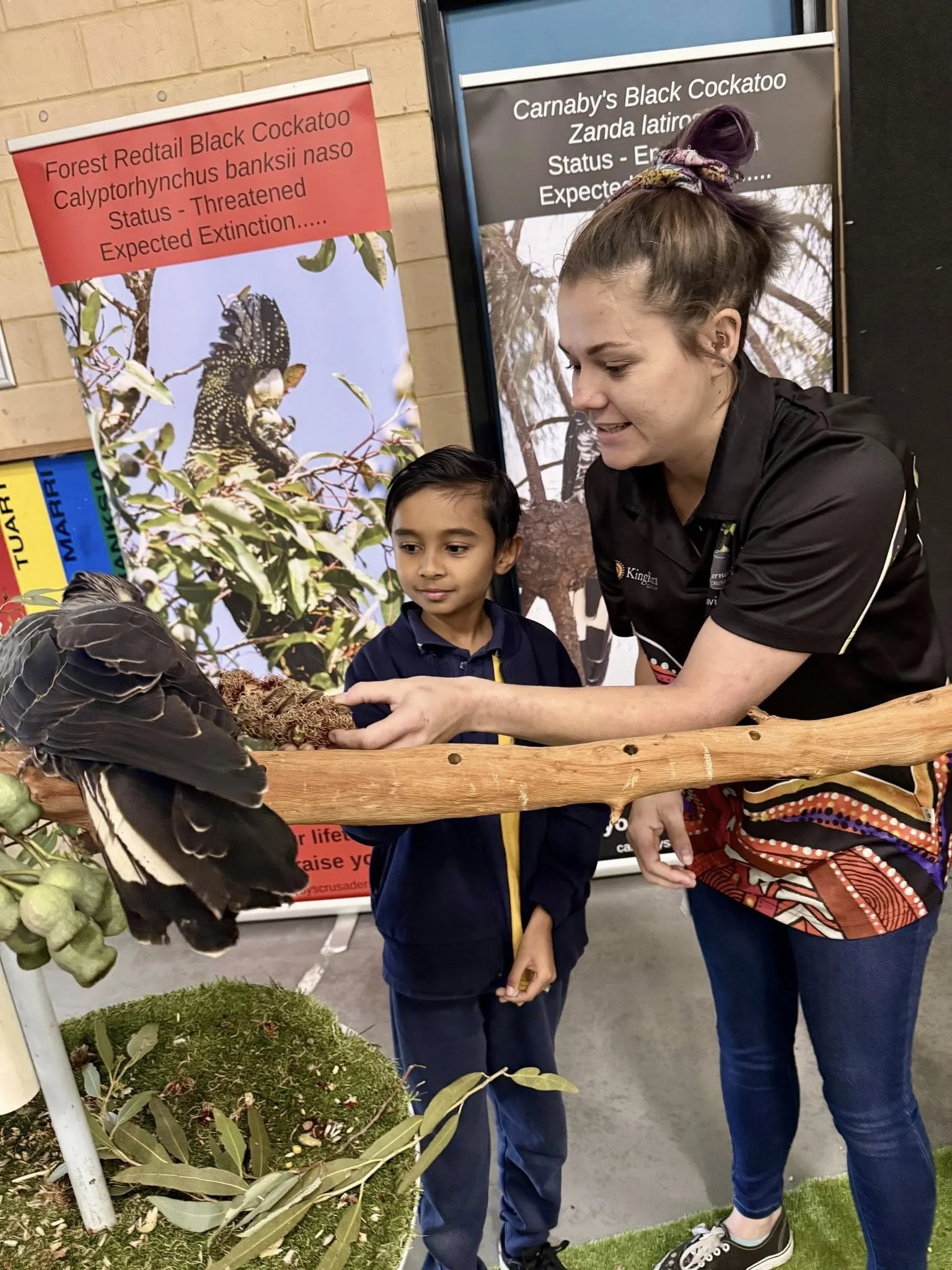 A woman showing a boy a bird at an educational exhibit about endangered forest redtail black cockatoos. Two informational posters in the background describe the cockatoo's status and deterioration.