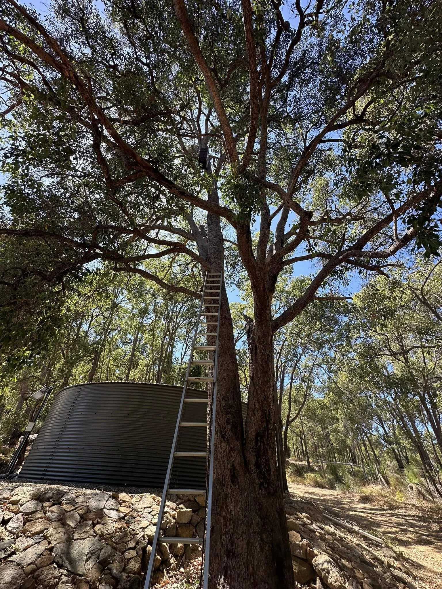 A tall tree with an extension ladder leaning against its trunk, leading up to the branches, in a forested area with a water tank at the base.