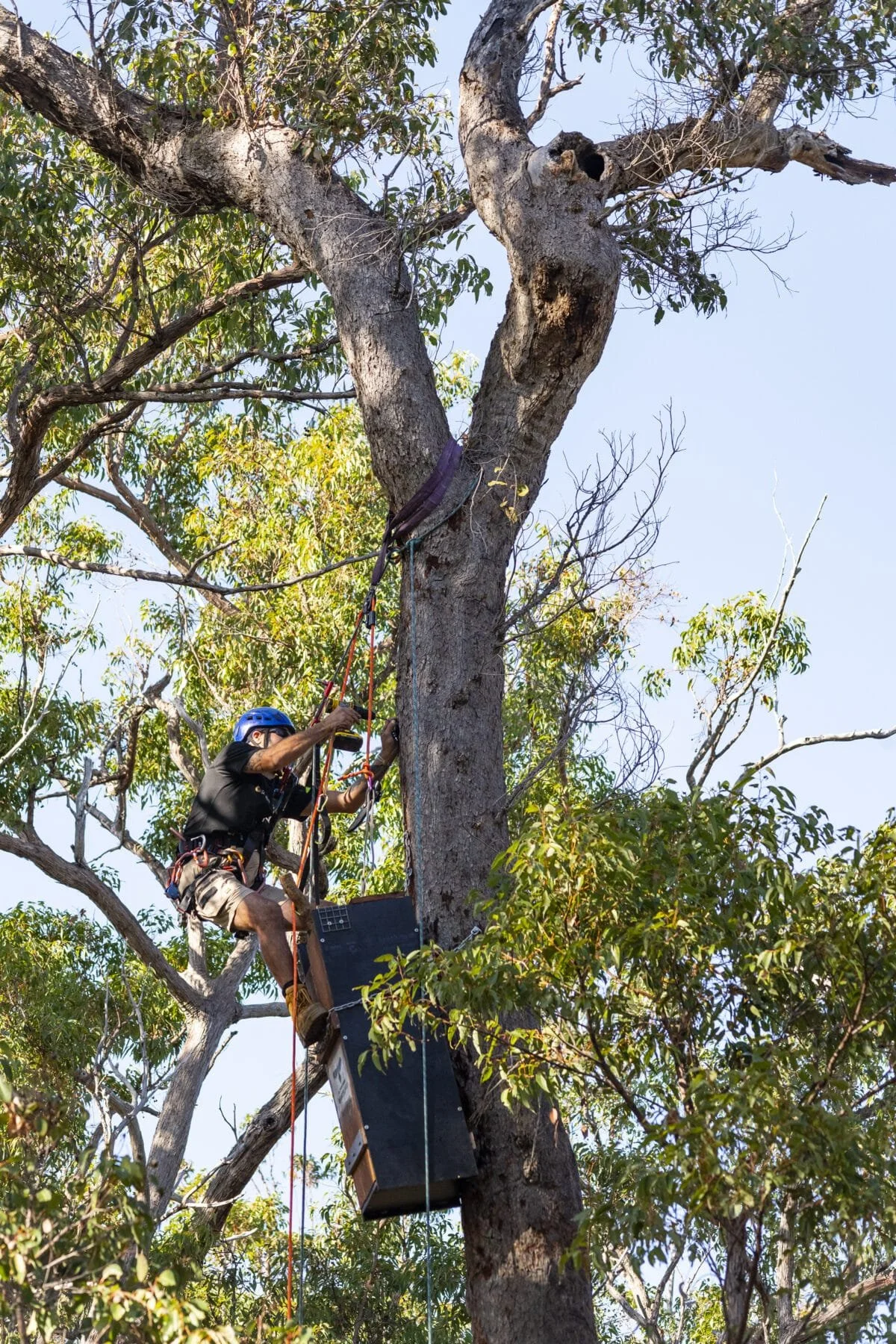 A person wearing a helmet and harness is using climbing equipment to work on a large tree, which has a platform attached to it.