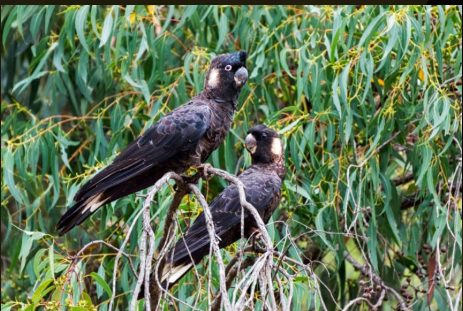 Two dark-colored birds perched on a branch among green foliage.