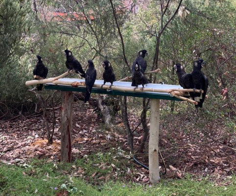 Seven black birds sitting on a makeshift wooden bird feeder in a wooded area.