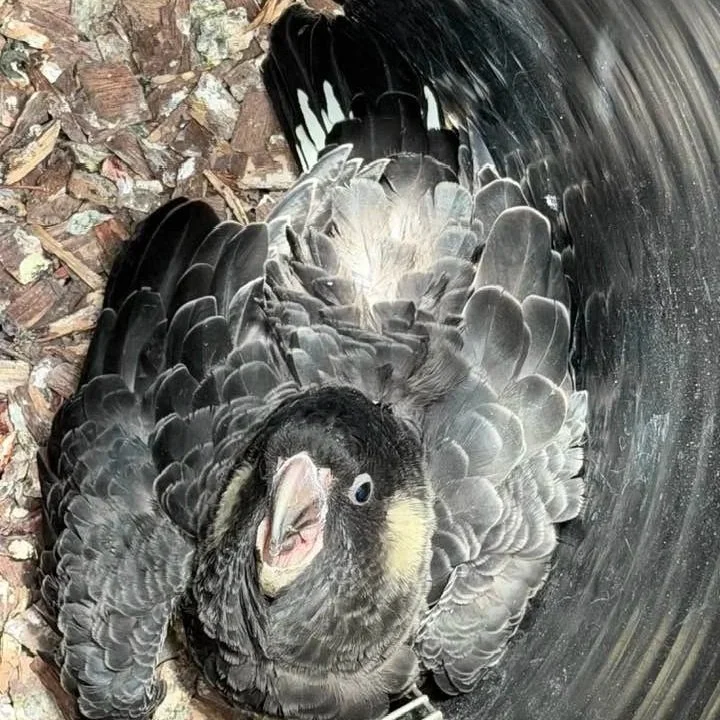 A black and yellow bird with a light-colored beak and a bright eye, sitting inside a dark, cylindrical pipe surrounded by small rocks.