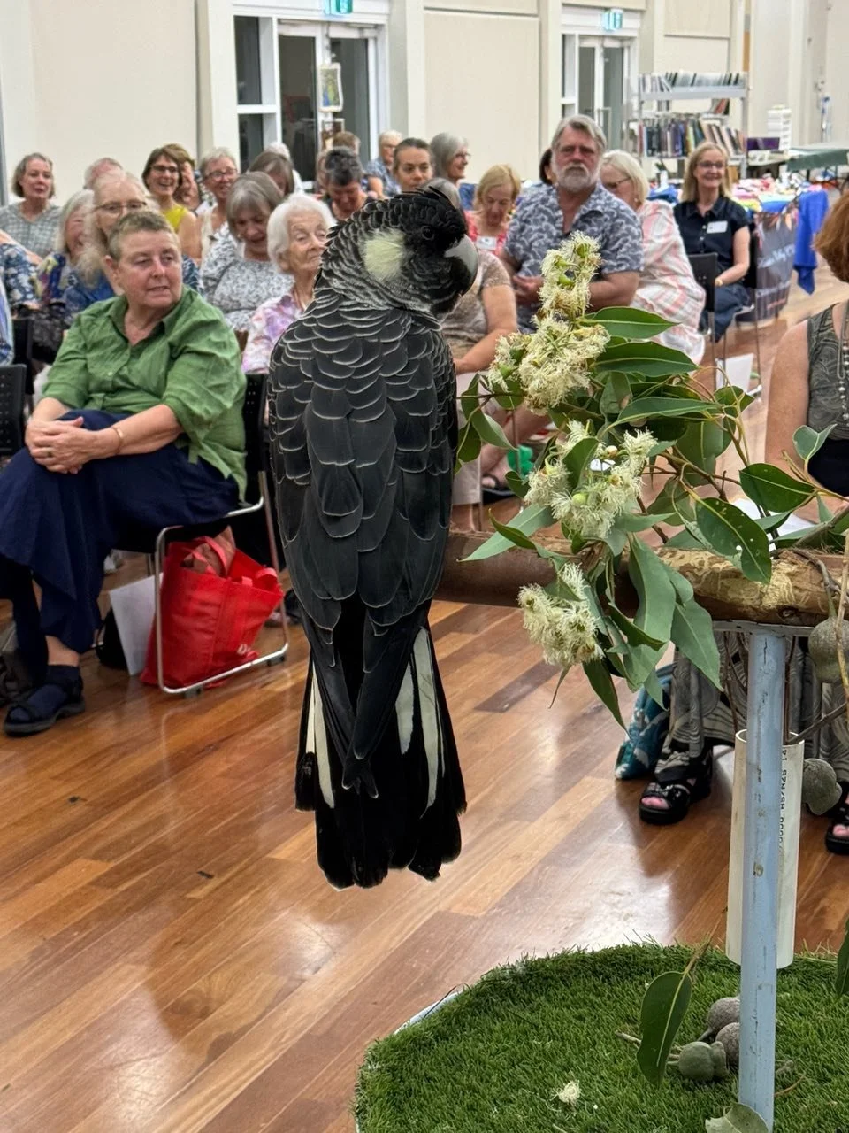 A black and white bird, possibly a cockatoo or parrot, perches on a branch near white flowers, with a crowd of people seated and watching indoors.