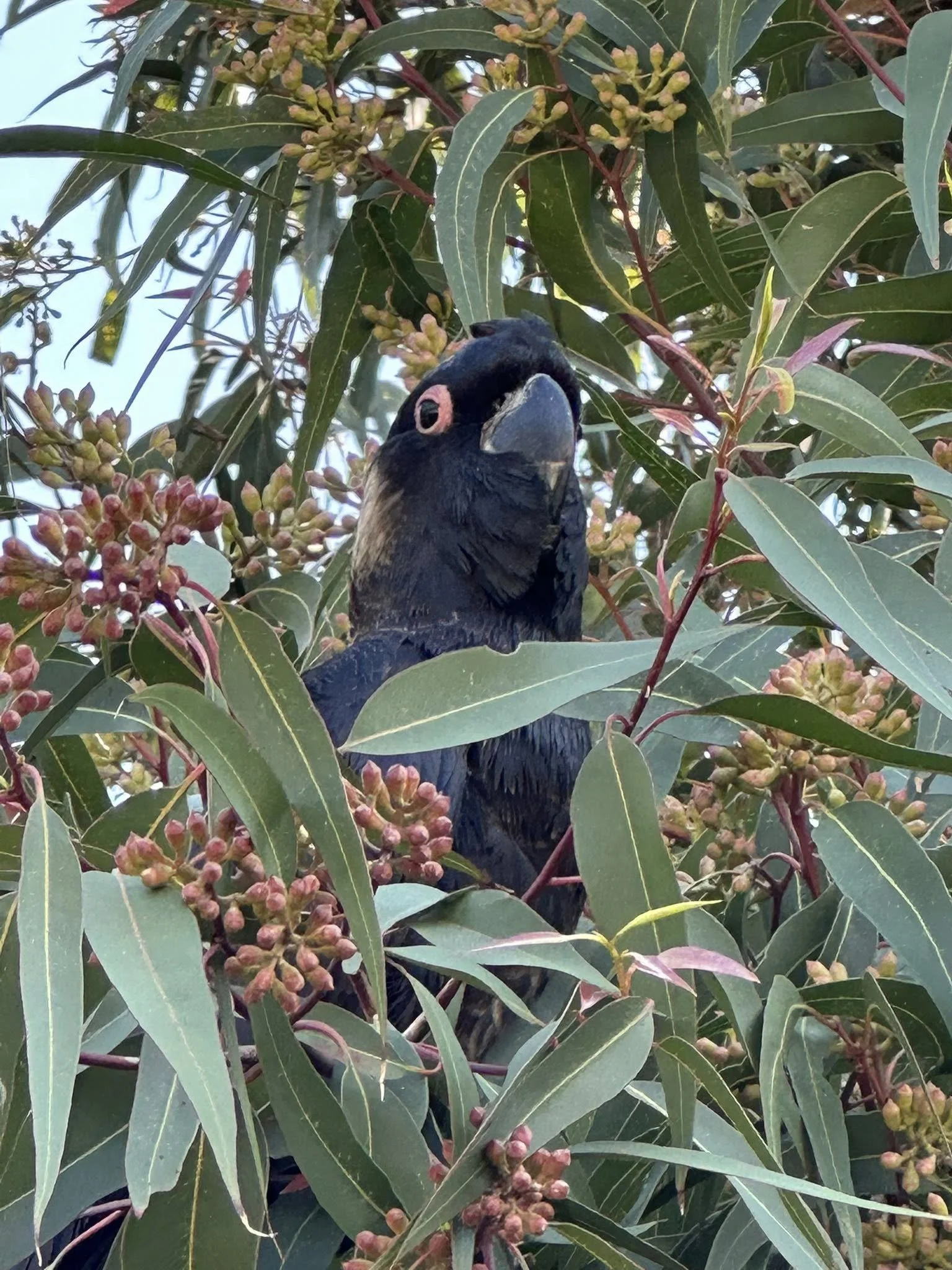 A black bird with a large beak and pink eye ring perched among green eucalyptus leaves and clusters of small pinkish-brown buds.