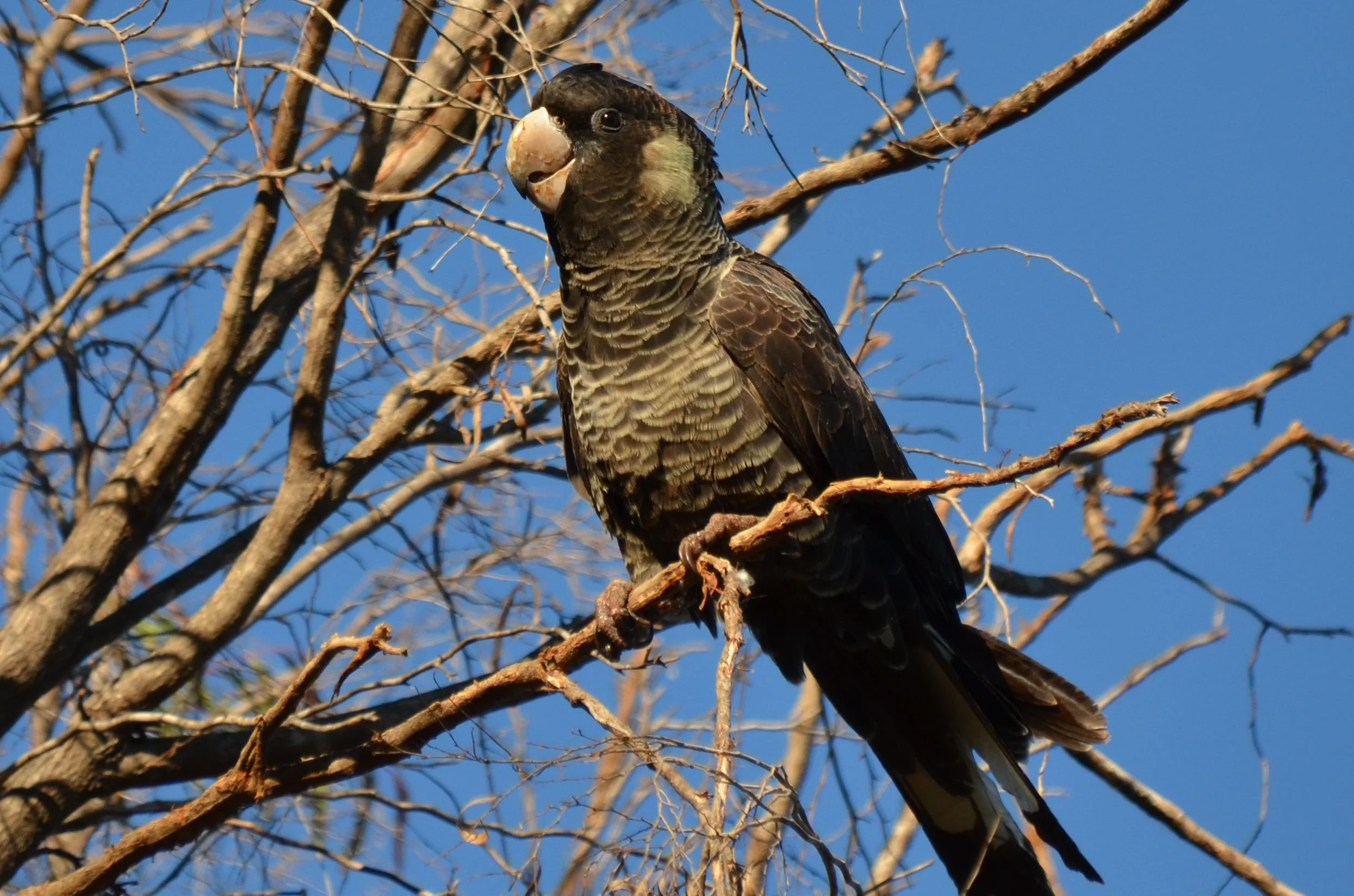 A black and yellow parrot perched on a branch of a leafless tree against a clear blue sky.