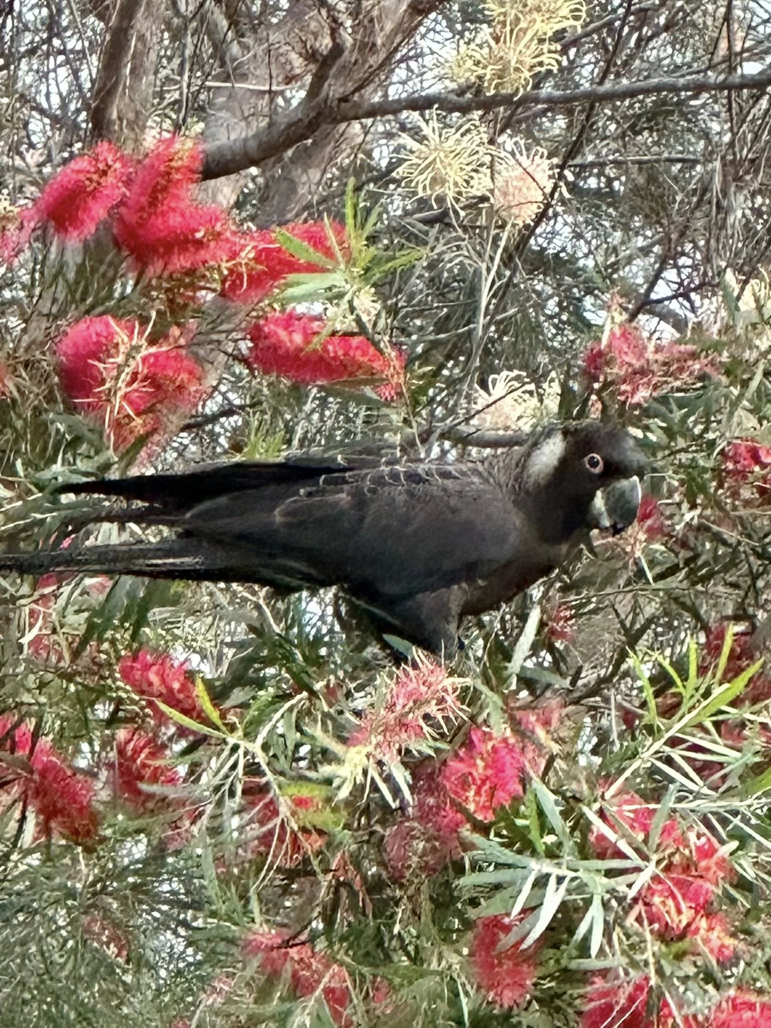 A black bird with a long beak perched on a tree branch, surrounded by red and pink flowers and green foliage.