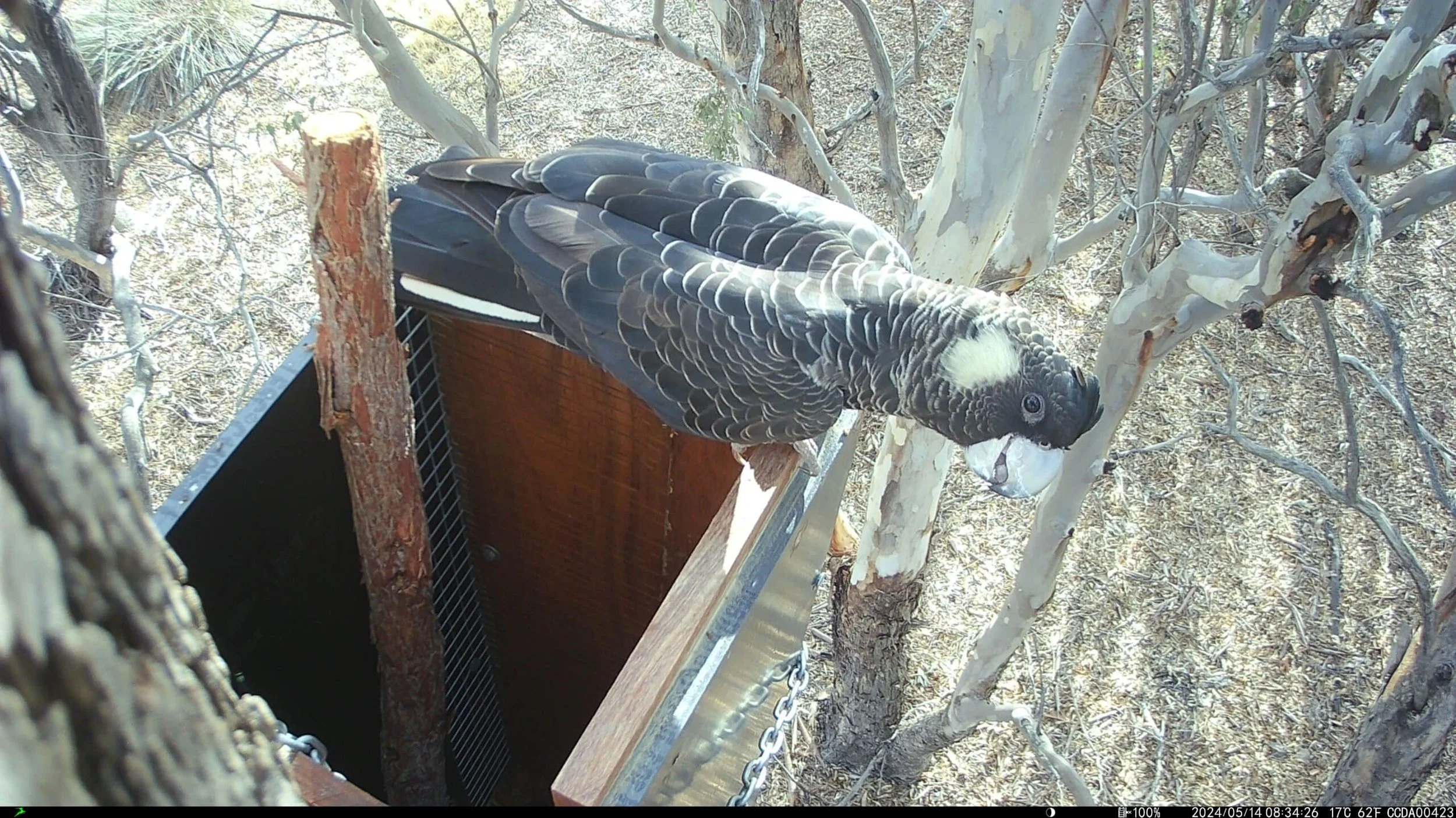 A bird of prey, possibly a falcon or hawk, perched on a tree branch holding a small animal in its talons, near a nesting box in a dry, wooded area.