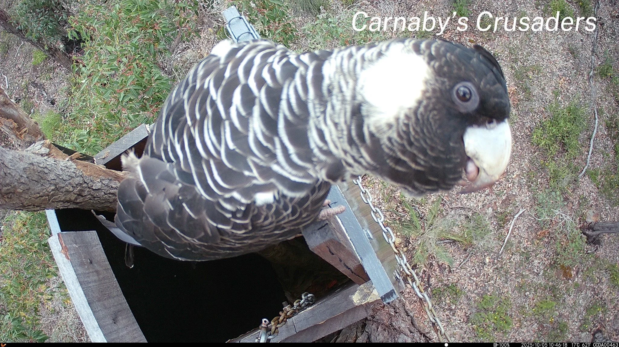 A close-up of a black and white bird perched on a tree branch, near a wooden nest box, with a chain securing the box, surrounded by greenery and ground foliage, with the text 'Carnaby's Crusaders' in the top right corner.