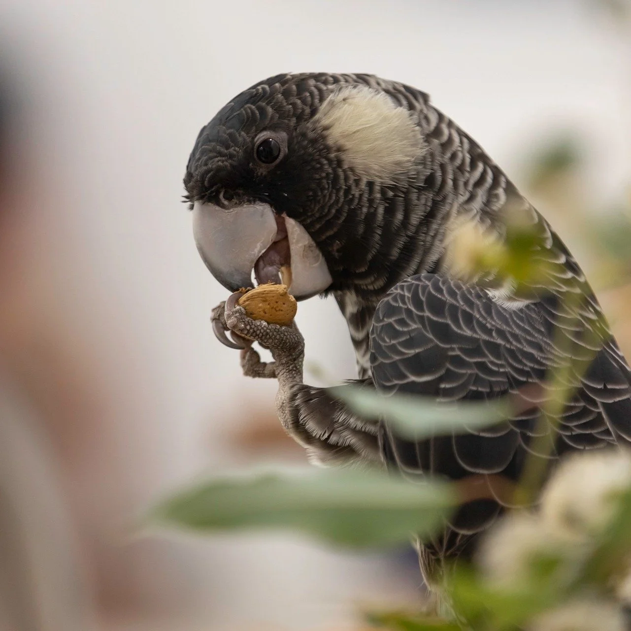 A close-up of a black and yellow bird holding a cookie and an acorn in its beak and foot.