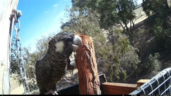 A parrot perched on a wooden structure outdoors with trees and blue sky in the background.