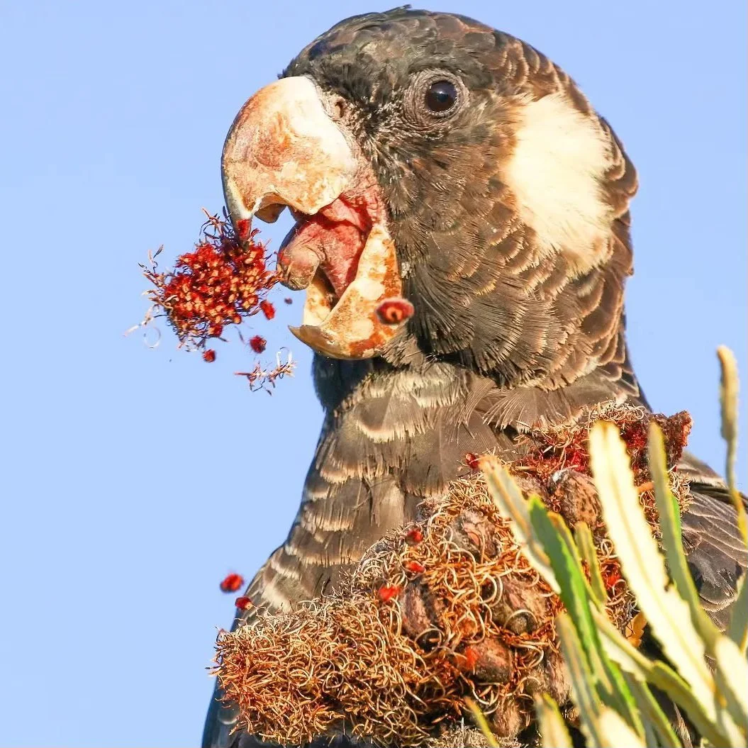 Close-up of a bird of prey with a piece of fruit in its beak, perched among desert plants, with a clear blue sky in the background.