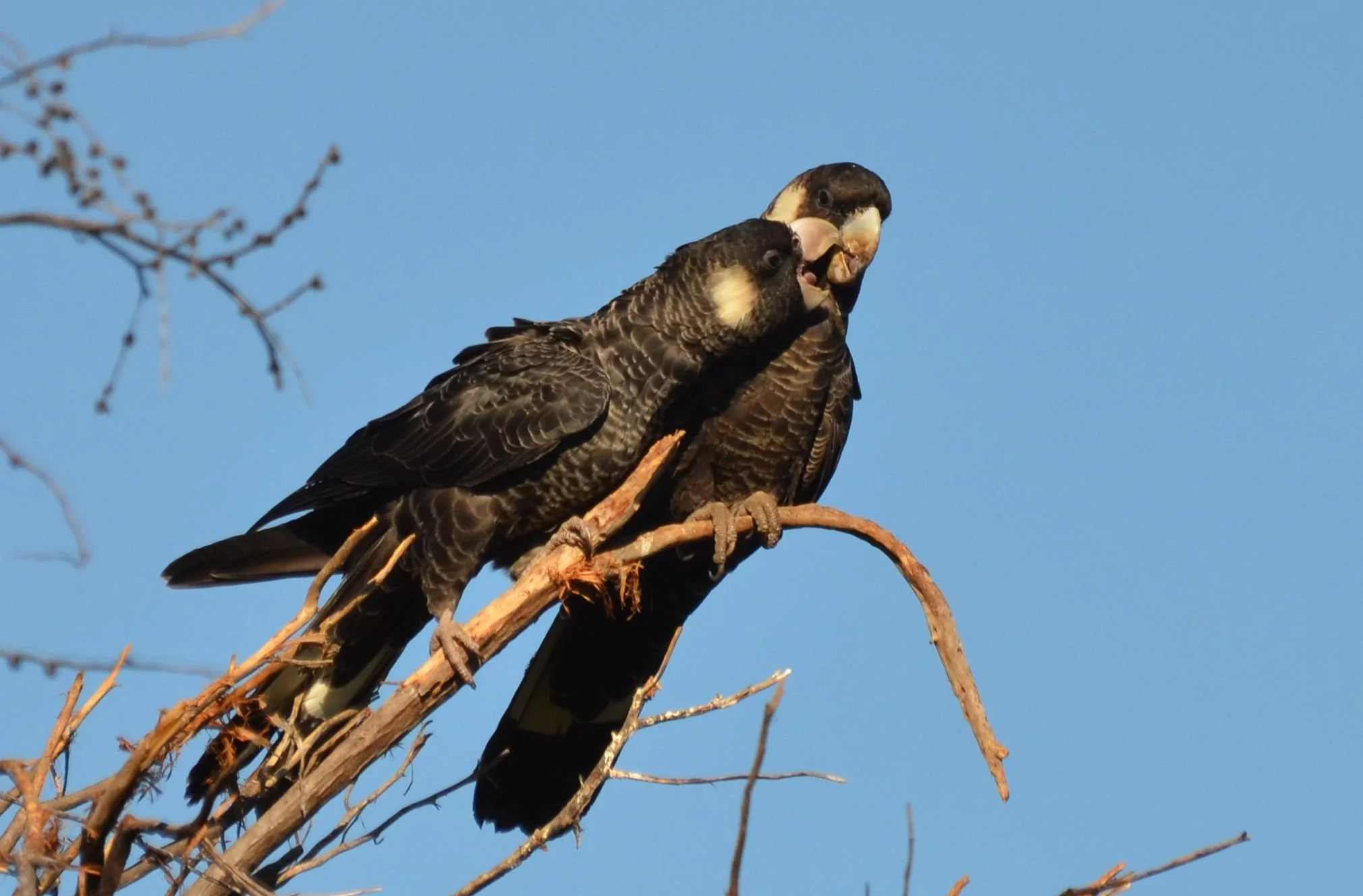 Two hawks perched on a dry branch against a clear blue sky, with one hawk eating a small animal.