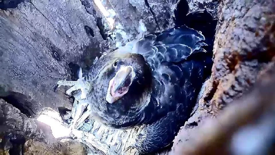 A fish caught in a small rocky crevice with water flowing over its body, looking towards the camera with its mouth open.