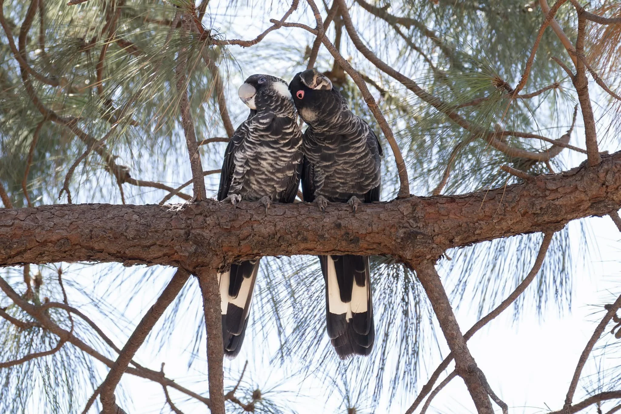Two black and white parrots with pink eyes perched on a tree branch among pine needles.