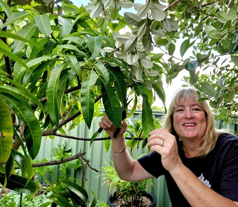 Woman pruning a green leafy tree in a garden.