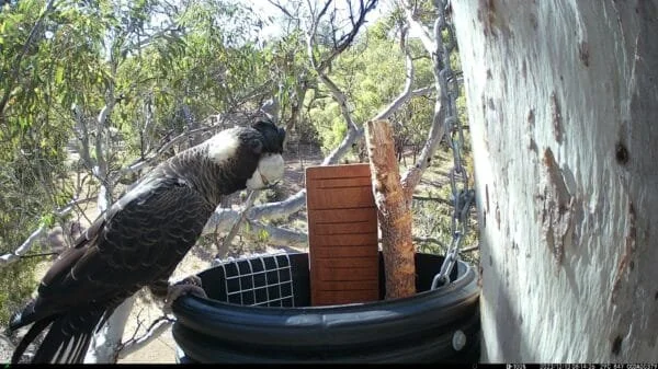 Close-up view of a bird of prey, possibly an eagle or hawk, perched on the edge of a black container with project wood inside, near a eucalyptus tree with peeling bark in a natural outdoor environment.
