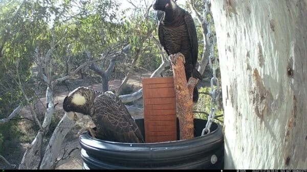 Two hawks perched on a tree in a wildlife setting, with one in a nesting box.