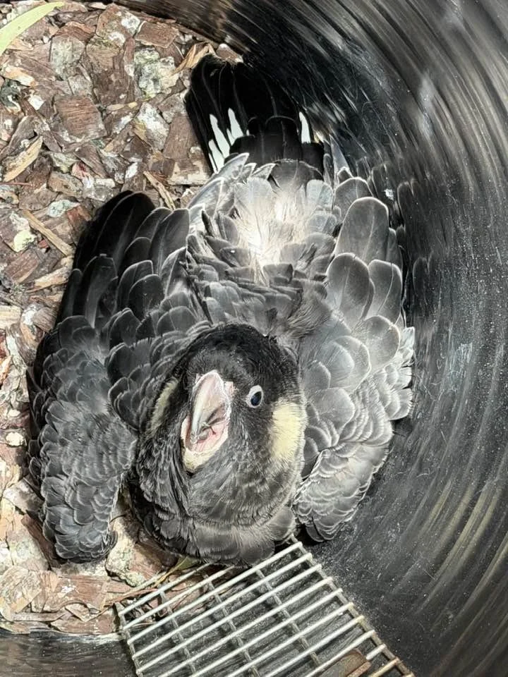 A black and yellow parrot with a curved beak, sitting on shredded wood inside a metal tube with a grated bottom.