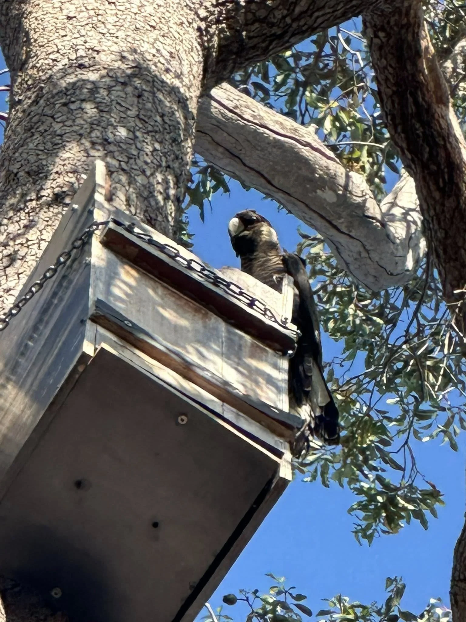 A small bird perched on the edge of a wooden structure, looking downwards, with a large tree trunk and branches with green leaves in the background, against a bright blue sky.