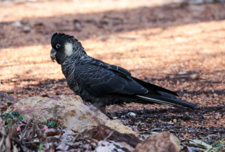A black cockatoo standing on the ground with brown and pinkish soil and rocks.