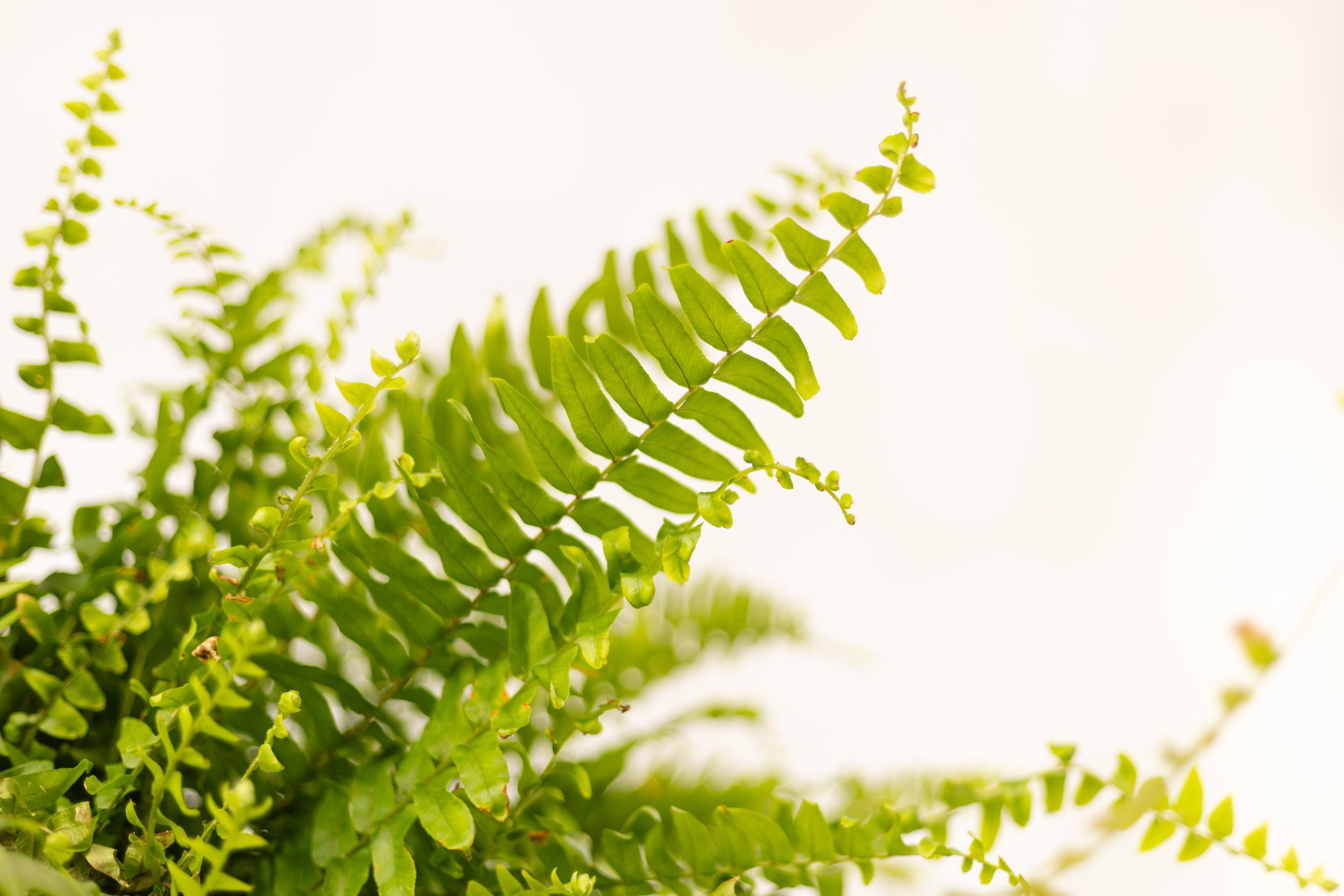 Summer Porch Styling:How to Beat the Heat and Still Make it Beautiful