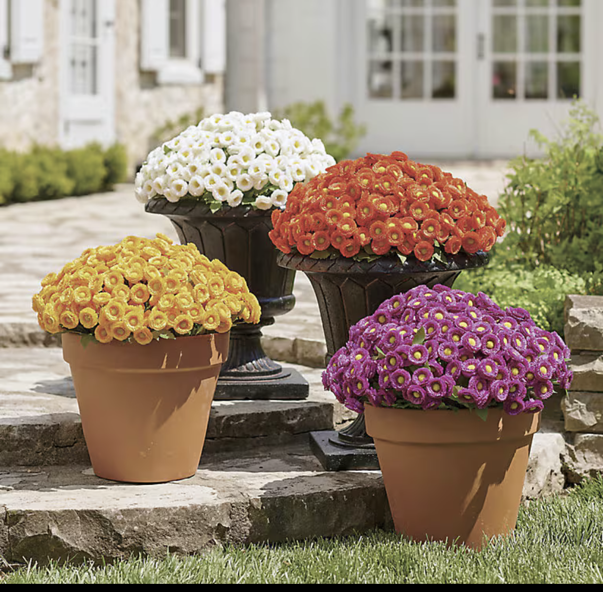 Fall Mum-Small
