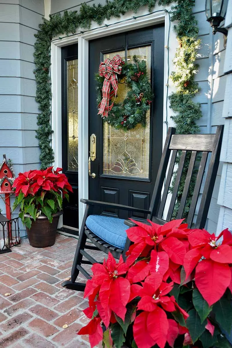Holiday-Decorations-with-Poinsettia-Plants.jpg