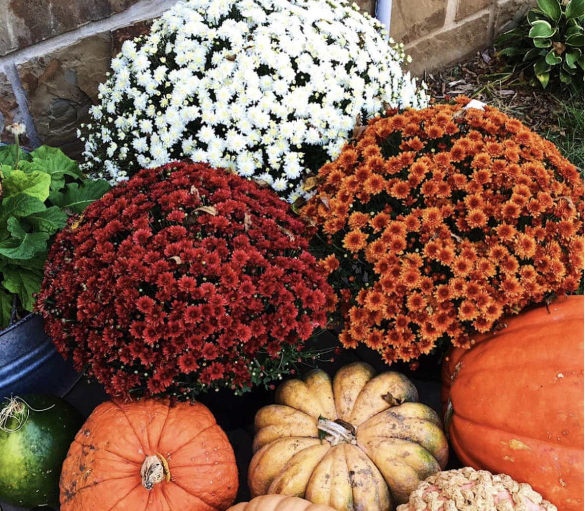 Fall Mum-Large