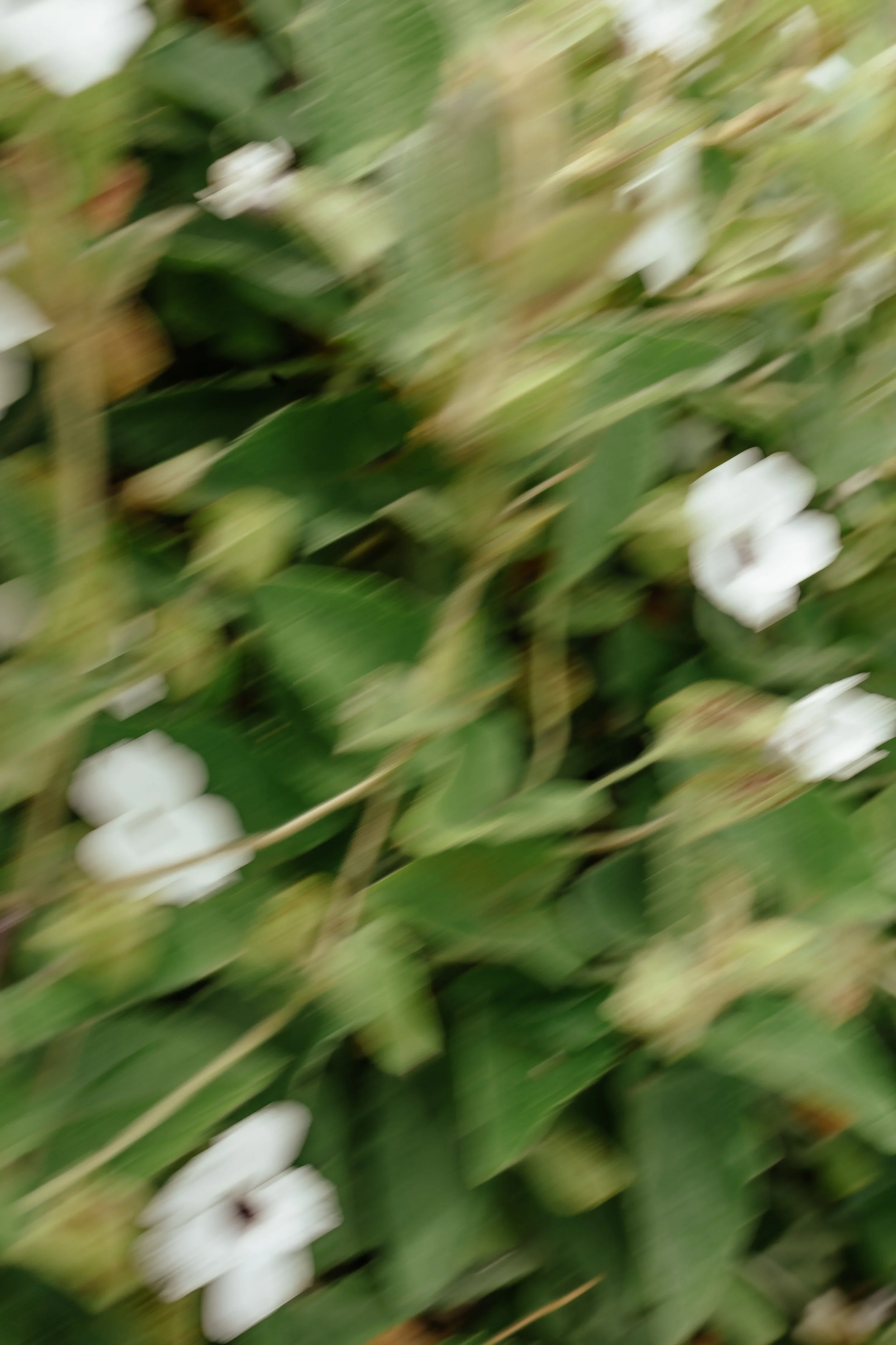 CherryOnTop Weddings - Alexia & Carlos-9.jpg