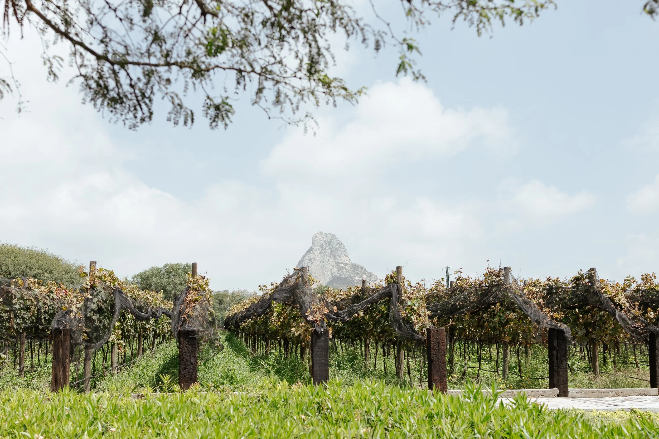 CherryOnTop Weddings - Alexia & Carlos-117.jpg